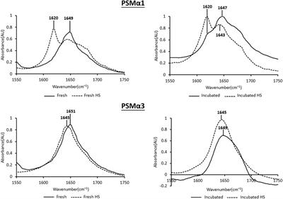 Differential fibril morphologies and thermostability determine functional roles of Staphylococcus aureus PSMα1 and PSMα3